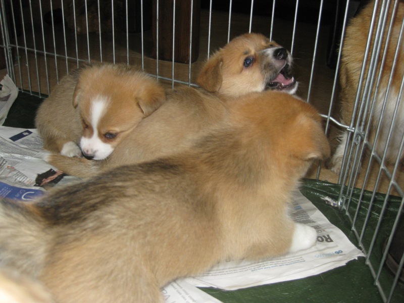 Puppies